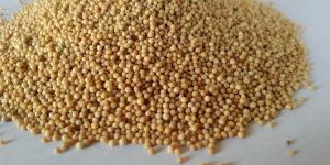 Yellow Mustard Seed