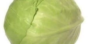 Fresh Cabbage