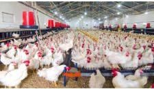 Poultry Feed Supplement