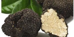 Black Truffle