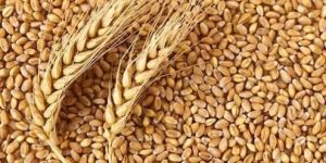 Wheat Grains