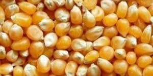 Yellow Maize