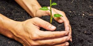 Vermicompost