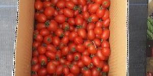 Plum Cherry Tomatoes