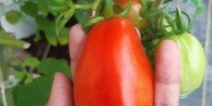 San Marzano Tomatoes