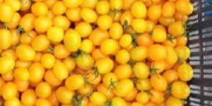 Yellow Cherry Tomatoes