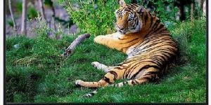 VYOM 24 Inch HD LED TV