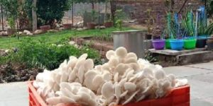 Fresh Oyster Mushroom
