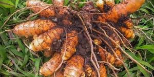Fresh Turmeric