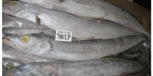 Frozen Ribbon Fish - Best Price