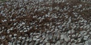 Dried Coconuts- Organic