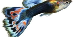 Fresh Imported Guppy Fish