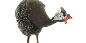 Live Guinea Fowl Chicken