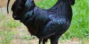 Live Kadaknath Chicken