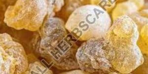 Boswellia Extract