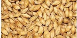 Barley Seeds