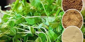 Fenugreek Leaves