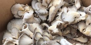 Gray Oyster Mushroom