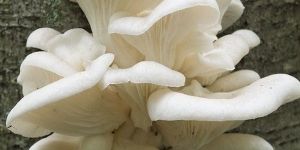 White Oyster Mushroom