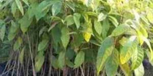 Mahogany Plants