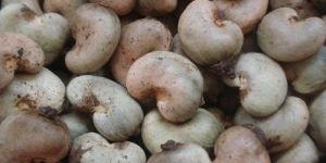 Raw Cashew Nuts