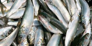 Live Sardine Fish