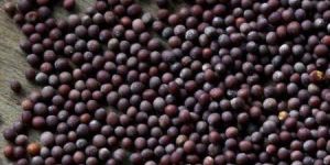 Mustard Seeds