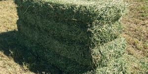 Alfalfa Hay