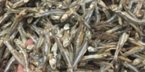 Anchovies Fish