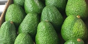 Fresh Avocado