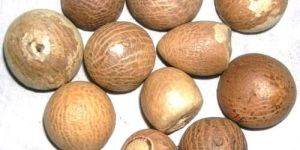 Betel Nuts