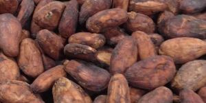 Cocoa Beans