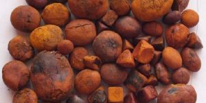 Cow Gallstones