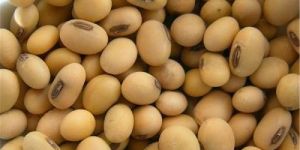 Non-GMO Soybean.