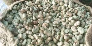 RAW CASHEW NUT SHELLS