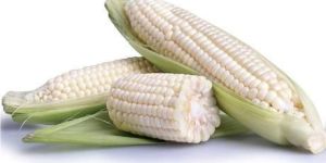 Fresh White Maize