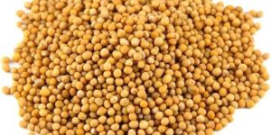 Yellow Mustard Seeds