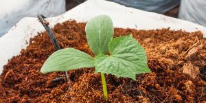 Krishimithra Cocopeat