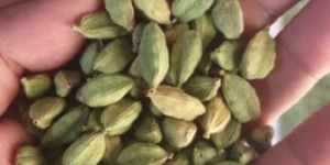 Cardamom