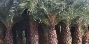 Date Palm Trees