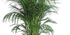Areca Palm Plant