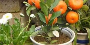 Orange Plant