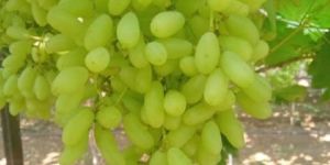 Fresh Grapes