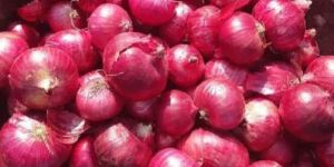 Red Onion