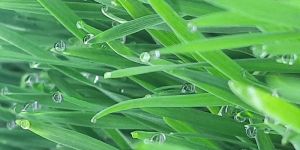 Wheatgrass