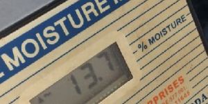 Feed Grade Yellow Corn