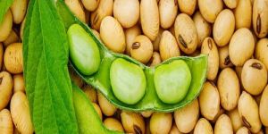 Soya Bean