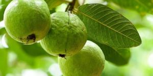 Guava.