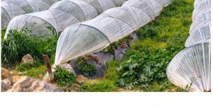 Pomegranate Tree Cover