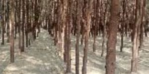 Casuarina Pole